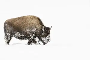 Bison In Snow Drucke: Bison, Bison bison