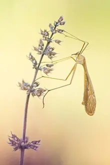 Baden Wurttemberg Fauna Drucke: Bittacus italicus