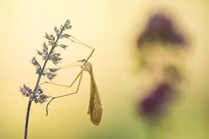 Bittacus italicus