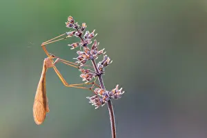 Bittacus italicus