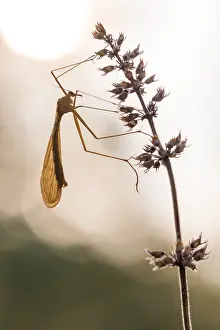 Bittacus italicus