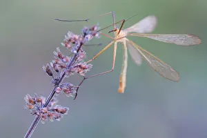 Bittacus italicus