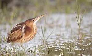 North America Nature Photos Drucke: Least Bittern, Ixobrychus exilis