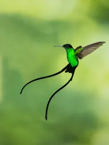 Gerahmter Druck : Schwarzgeschnäbelter Strahlensalat, Trochilus scitulus Gerahmter Druck : Schwarzgeschnäbelter Strahlensalat, Trochilus scitulus