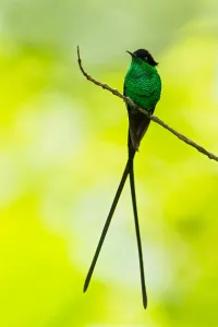 Schwarzbuchfledermaus-Strahlzug, Trochilus scitulus