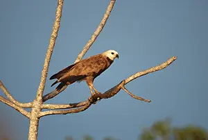 Bilder Datiert 12. Juni 2014: Schwarzhalsbusard, Moerasbuizerd, Busarellus nigricollis