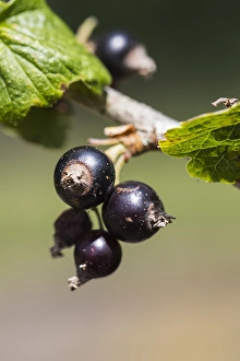 Black Currant Drucke: Black Currant, Ribes nigrum