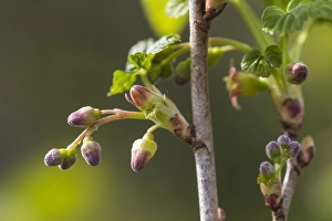 Spring Garden Flowers Drucke: Black Currant, Ribes nigrum