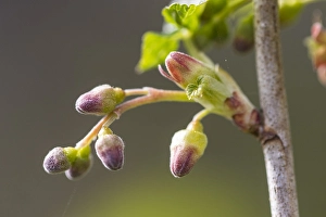 Nature Closeup Photography Drucke: Black Currant, Ribes nigrum