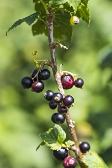 Black Currant Drucke: Black Currant, Ribes nigrum