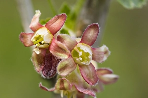 Black Currant Drucke: Black Currant, Ribes nigrum