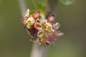 Black Currant Drucke: Black Currant, Ribes nigrum