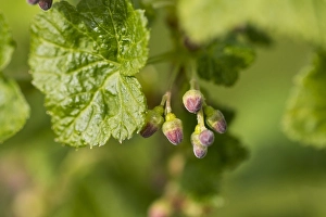 Black Currant Drucke: Black Currant, Ribes nigrum