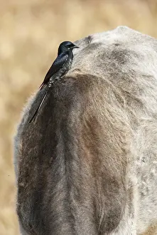 Bilder Datiert 29. November 2011: Schwarzer Drongo, Dicrurus macrocercus.
