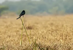 Schwarzer Drongo, Dicrurus macrocercus