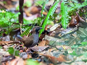 Central American Bird Species Drucke: Black-faced Antthrush, Formicarius analis