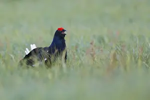 Black Bird Species Drucke: Black Grouse