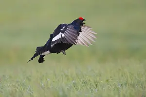 Phasianidae Family Birds Drucke: Black Grouse