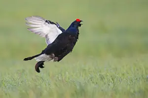 Phasianidae Family Birds Drucke: Black Grouse