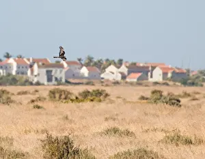 Natural Environment Bird Photos Drucke: Black Harrier, Circus maurus