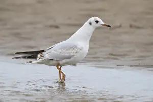 Beach Wildlife Drucke: Black-headed Gull