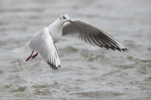 Bilder Datiert 10. Februar 2018: Mittelkopfstrandvogel