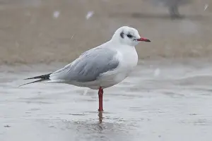 Black Headed Gull Drucke: Black-headed Gull