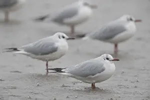 Black Headed Gull Drucke: Black-headed Gull