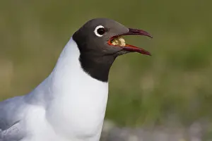 Nature Photography Finland Drucke: Black-headed Gull