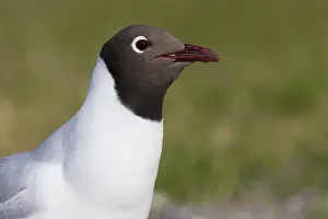 Black Headed Gull Drucke: Black-headed Gull