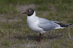 Black Headed Gull Drucke: Black-headed Gull