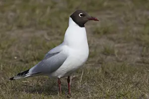 Black Headed Gull Drucke: Black-headed Gull