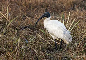 Asian Nature Reserves Drucke: Black-headed Ibis