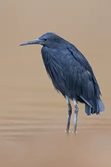 Wildlife Nature Drucke: Black Heron