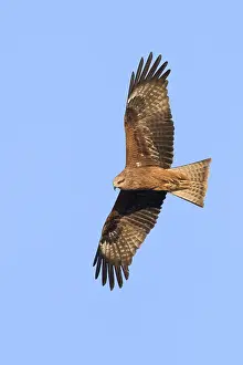 Milvus Migrans Habitat Drucke: Black Kite