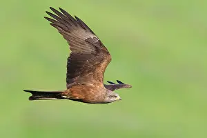 Black Kite Drucke: Black Kite