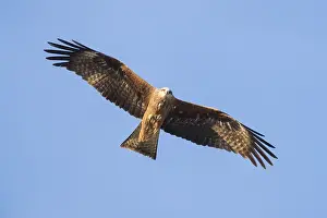 Predator Animals Europe Drucke: Black Kite