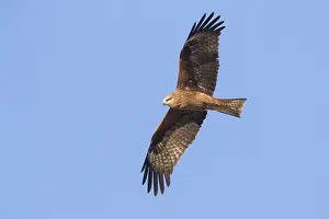 Black Kite Drucke: Black Kite
