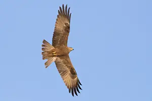 Birds In Flight Europe Drucke: Black Kite