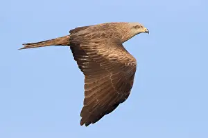 Bilder Datiert 15. April 2017: Schwarzer Kranichweihe