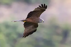 Nature Images Europe Drucke: Black Kite