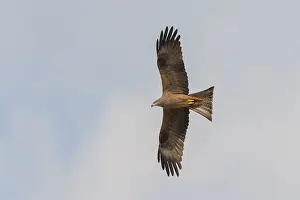 Black Bird Species Drucke: Black Kite in flight