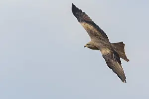 European Raptors Drucke: Black Kite in flight