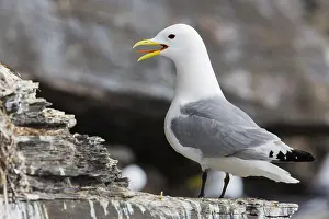 Black Bird Species Drucke: Black-legged Kittiwake