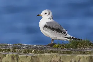 Black Bird Species Drucke: Black-legged Kittiwake
