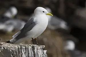 Black Bird Species Drucke: Black-legged Kittiwake