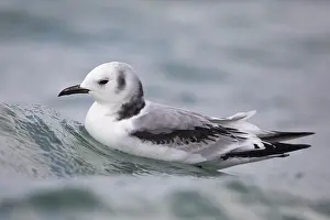 Schwarzkopfkittiwake, Rissa tridactyla