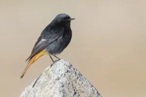 Black Redstart Bird Drucke: Black Redstart