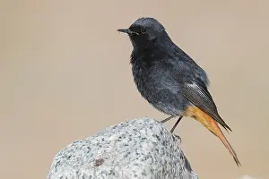 Black Redstart Bird Drucke: Black Redstart