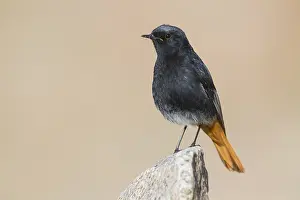 Black Redstart Bird Drucke: Black Redstart